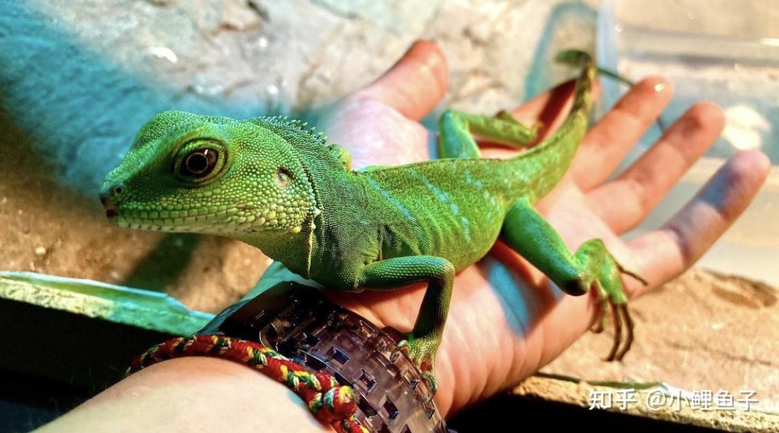 必看中国绿水龙蜥蜴应该如何饲养