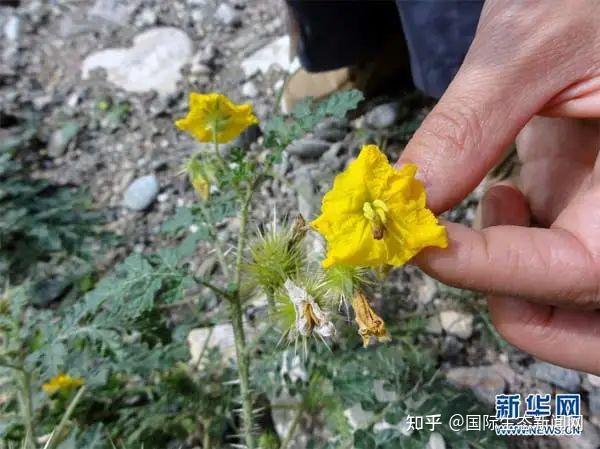 刺萼龙葵(Solanum rostratum)是全球范围内重要的外来入侵恶性杂草 - 知乎