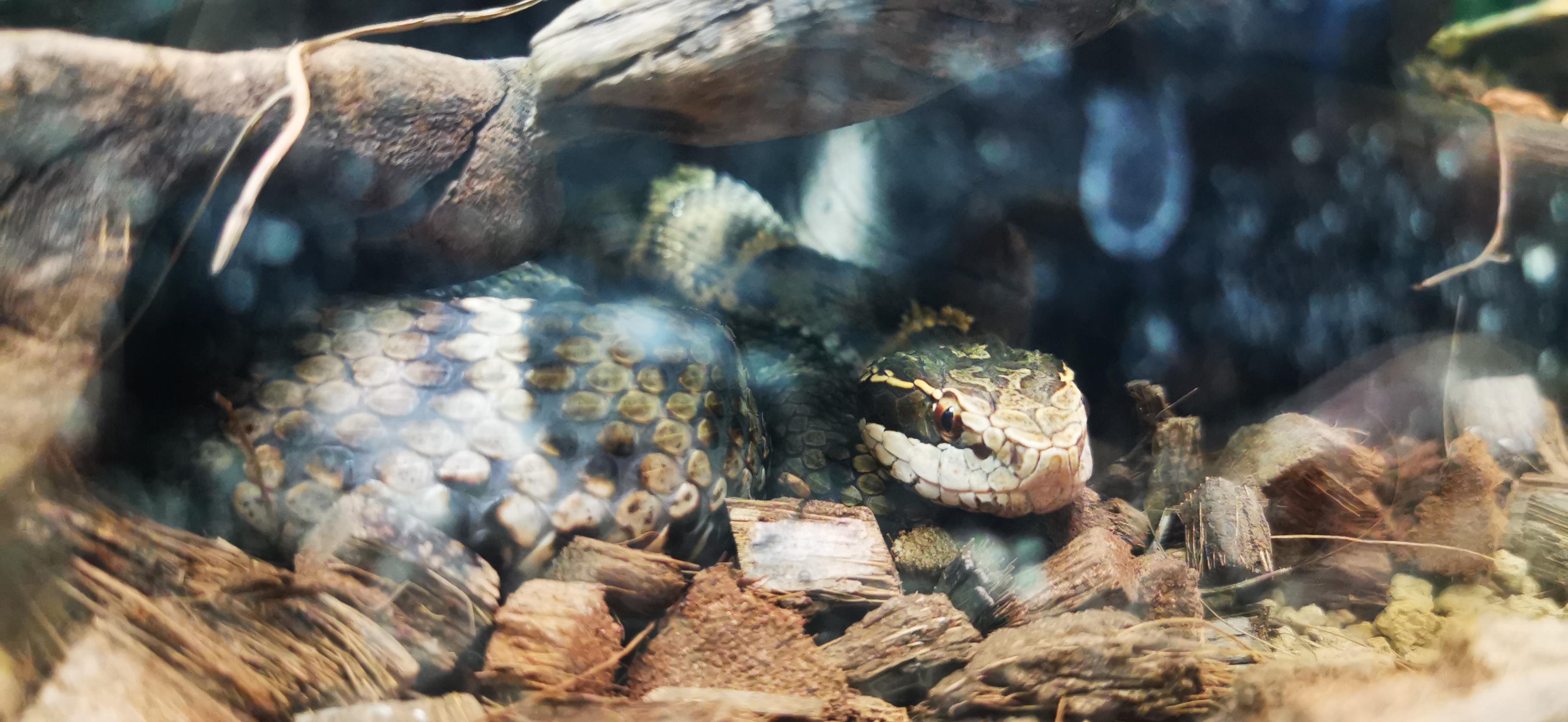 谁来仔细科普一下槌子蛇这东西?