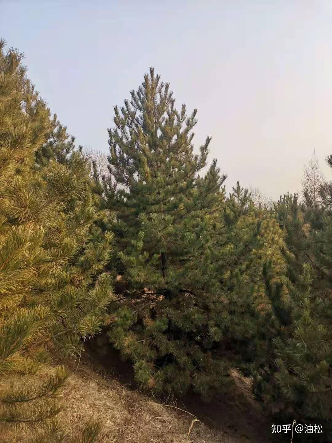 定植5米油松,油松5米苗场松土覆