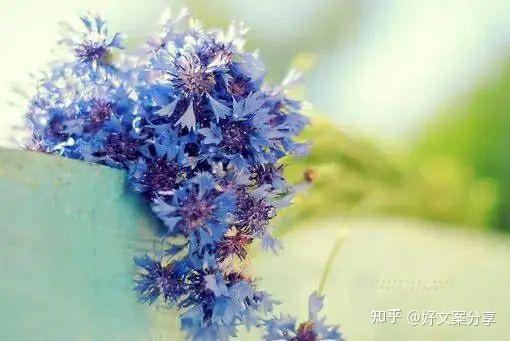 温暖治愈的文案80字(很美的治愈系文案，愿你一直向阳，温暖如春)