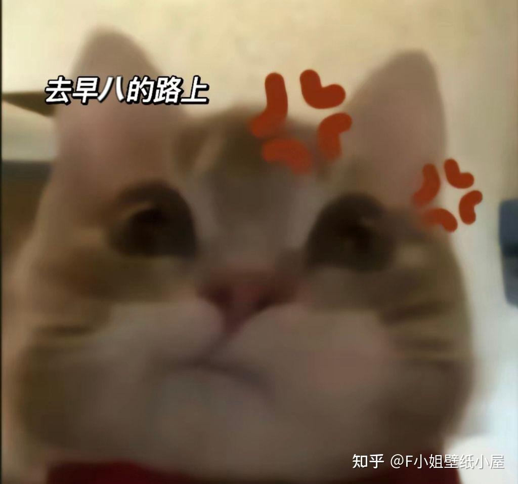可爱搞怪的小猫