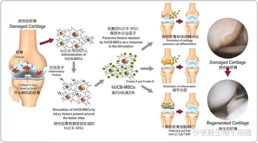 受伤软骨一个月接近结构恢复!《NSR》:干细胞成软骨修复新希望 - 知乎