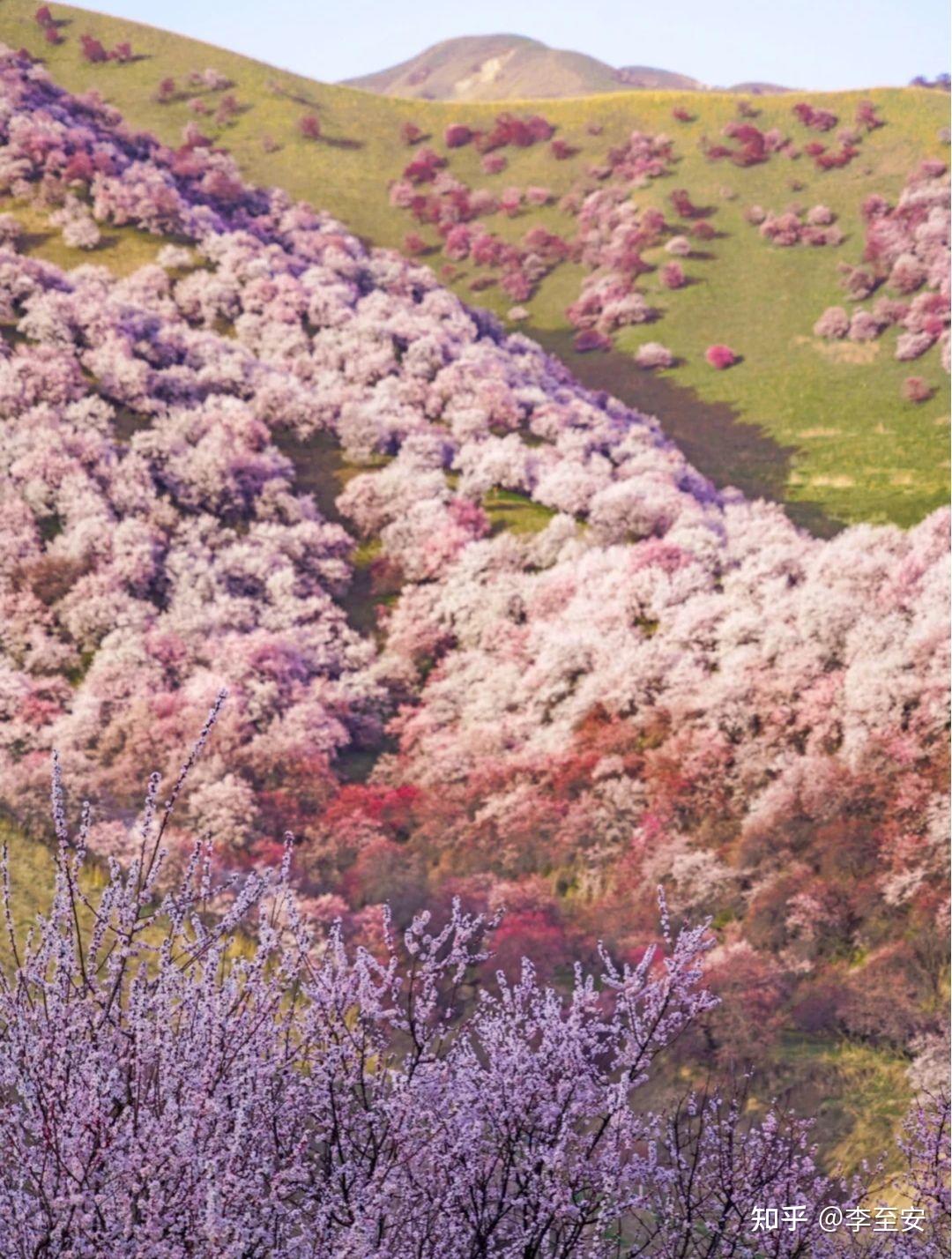 伊犁杏花沟