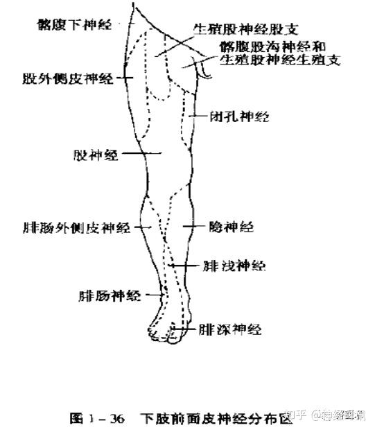 (七)脊神经前支多数脊神经前支交织成丛附:神经反射检查的意义肱二头