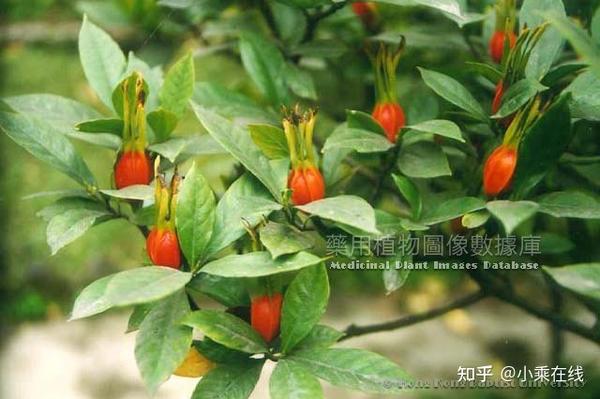 栀子(中药材资料、植物图像、化学结构、含栀子的中成药) - 知乎