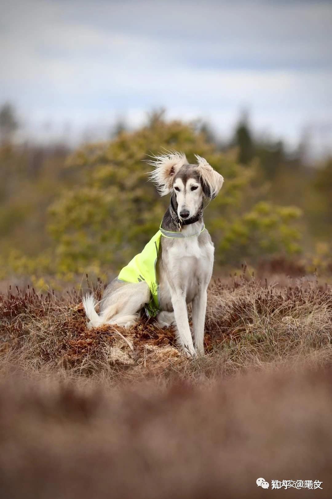 萨路基猎犬 细犬图片