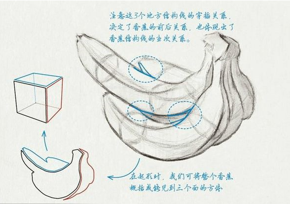 香蕉素描 结构图图片