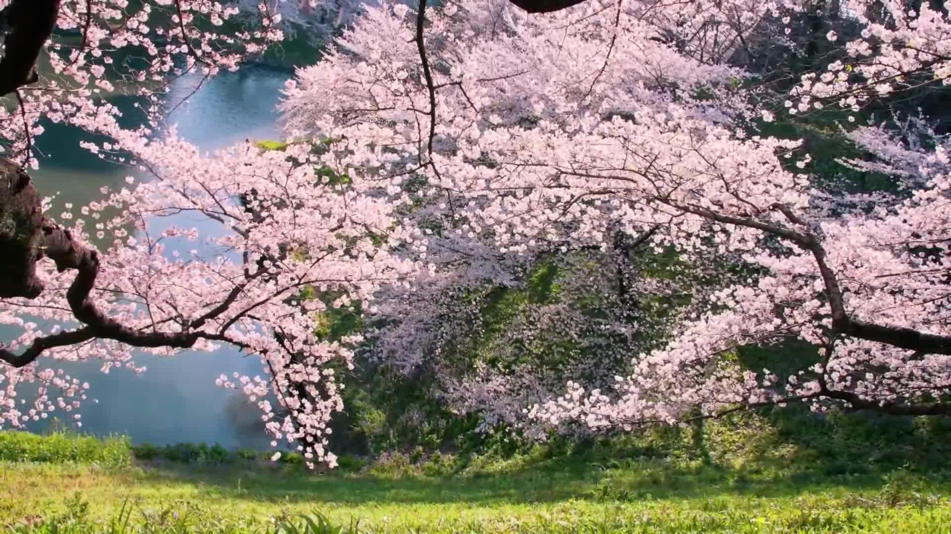 美妙的治愈音乐让心灵平静缓解神经紊乱007