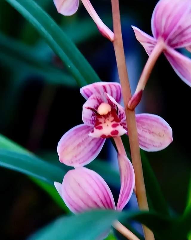 兰花赏析：国兰幽芳逸韵，雅室清品 - 知乎