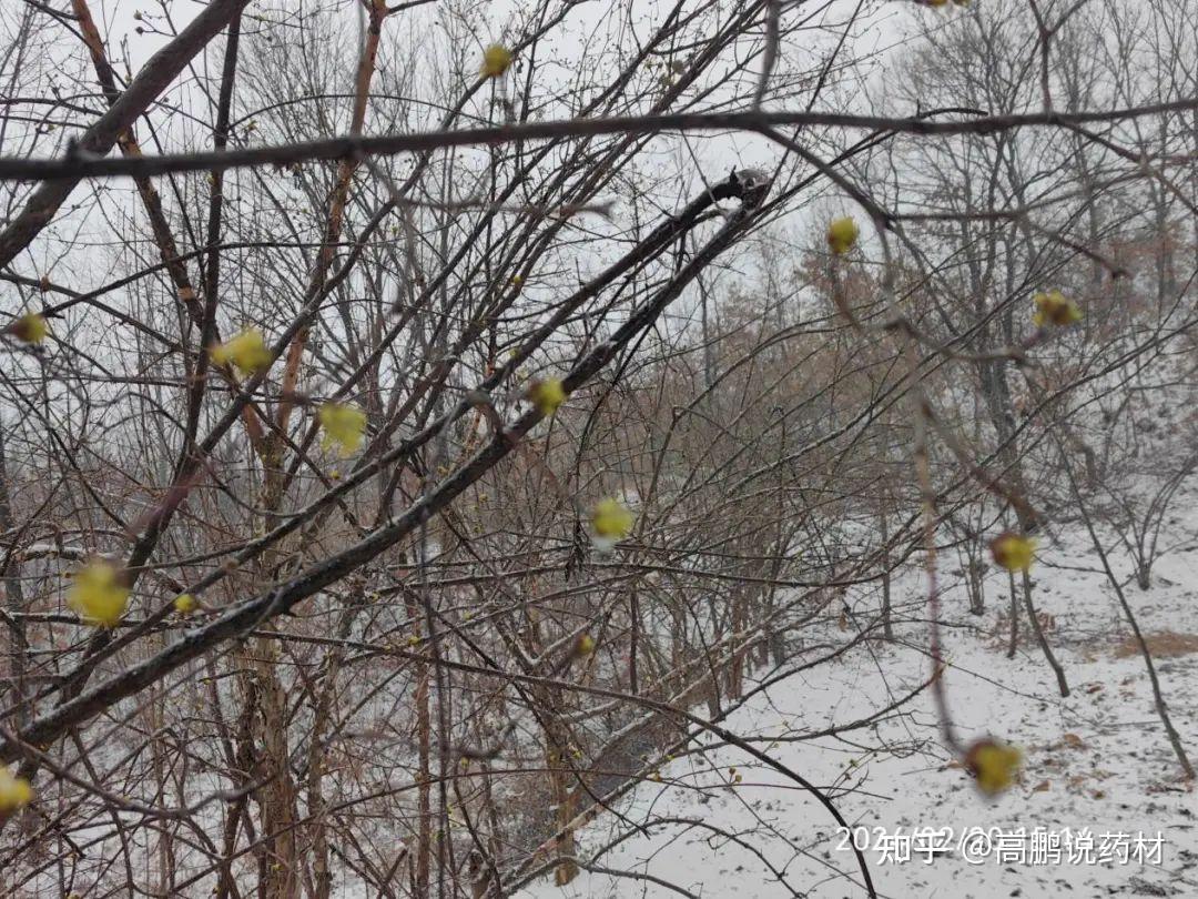 图:河南下雪对连翘影响不大草果,主产于云南和越南.