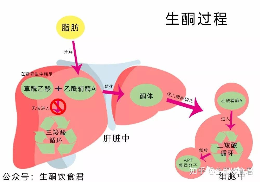 生酮是什么意思图片