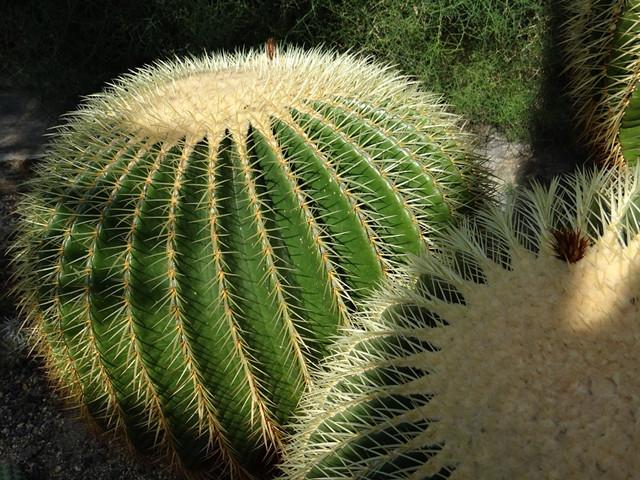 沙漠常见四种植物图片