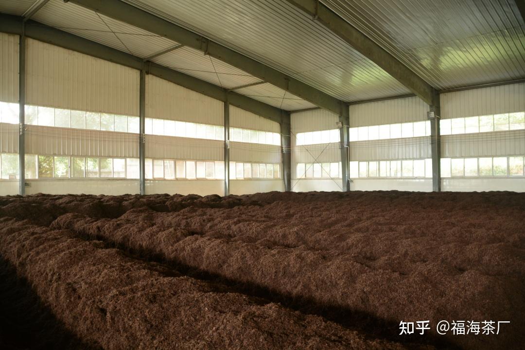 在制作普洱熟茶时,渥堆发酵是一个必不可少且至关重要的工艺过程.