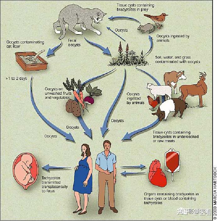 人体猪囊虫病图片