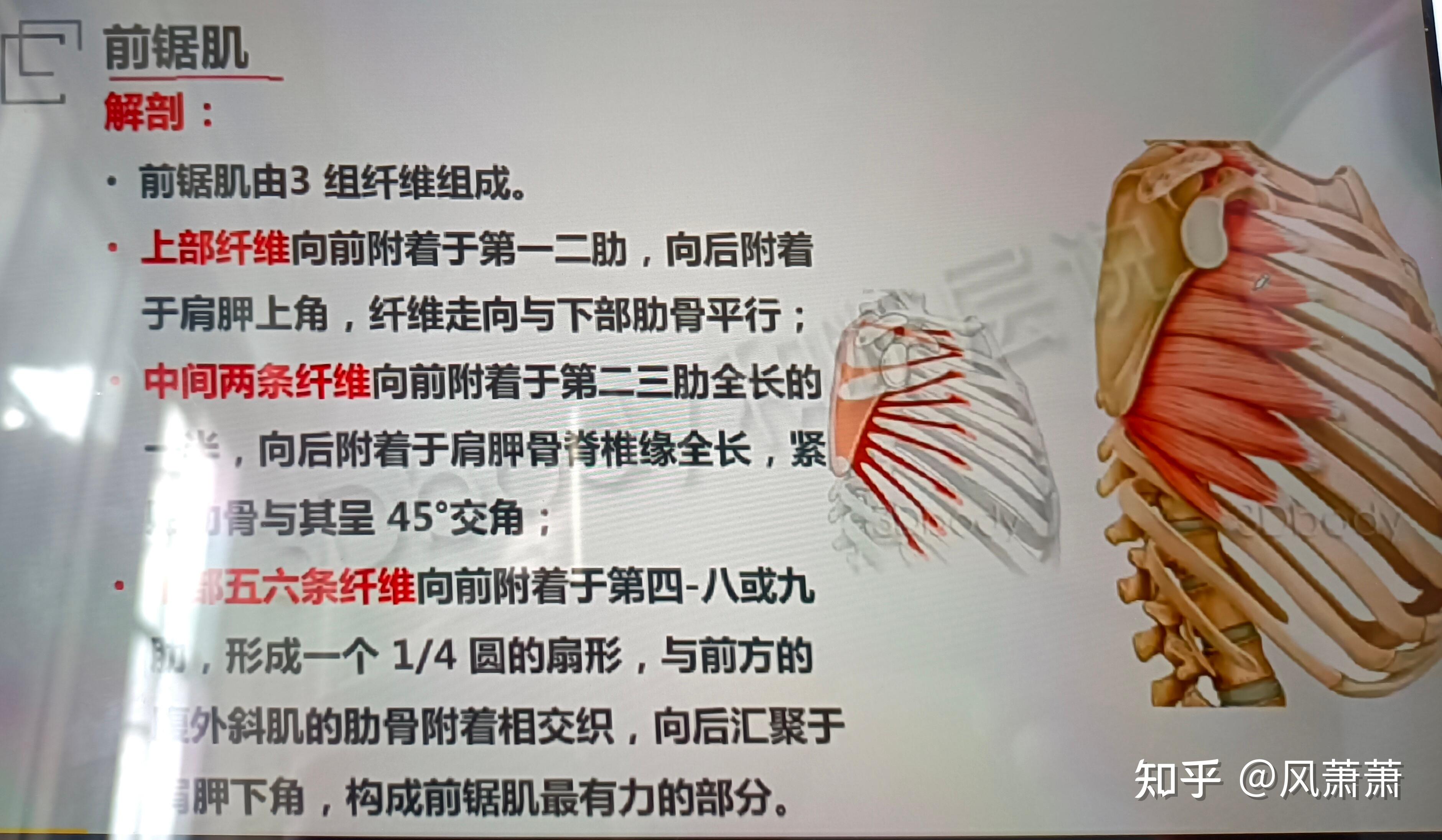 翼状肩胛骨必练的一块肌肉：前锯肌 - 知乎
