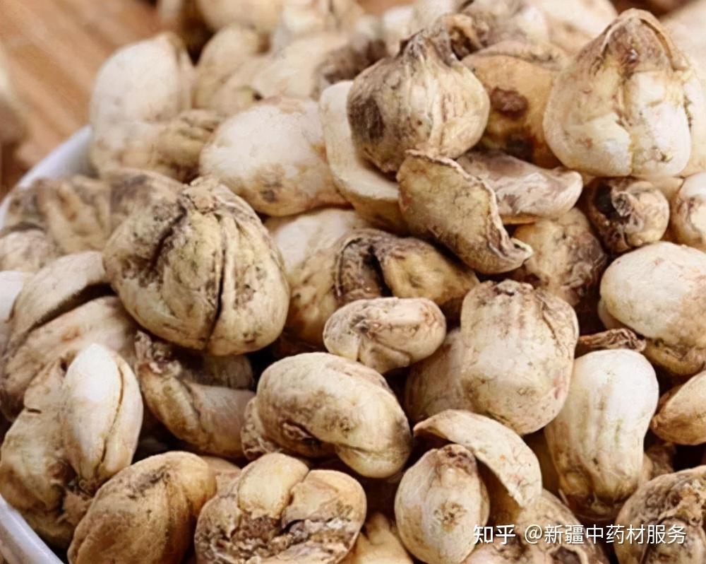 高鹏说药材土贝母用途广泛附加值高种植前景可观