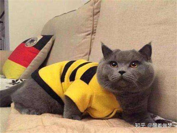 英短蓝猫掉毛吗_英短蓝猫掉毛对人有害吗- 帮果网