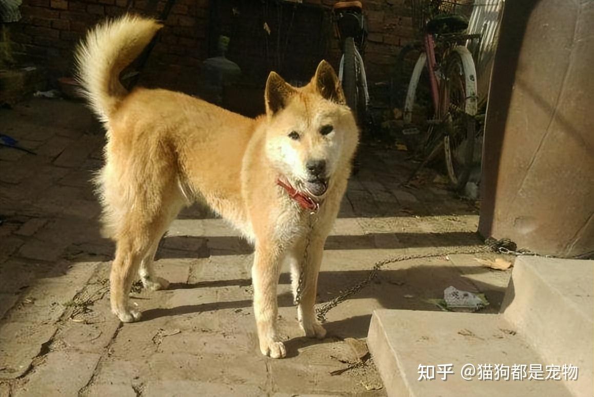 8款经典“中华田园犬”，你最喜欢哪种？ - 知乎
