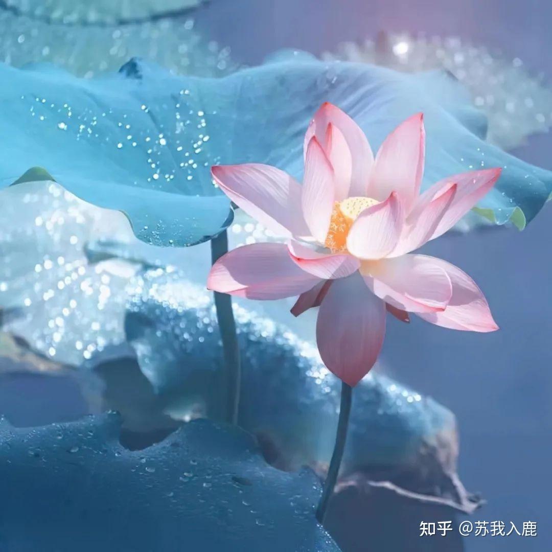出淤泥而不染,濯清涟而不妖29 人赞同了该文章你所见即我,好与坏我都