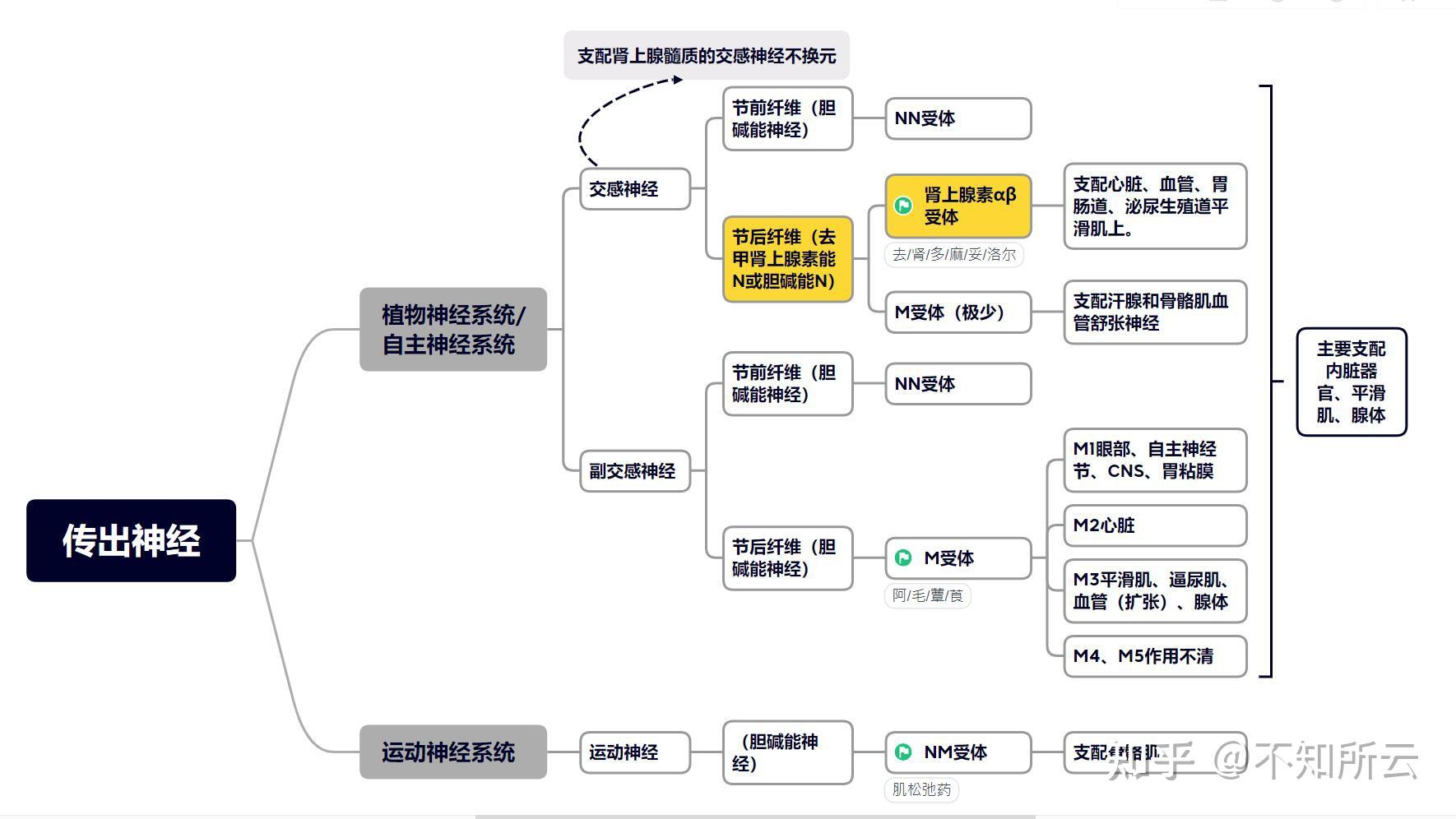 Ach药理图片