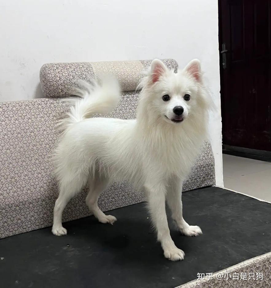 “银狐犬”为何如此少人饲养?养过的都懂,太难养了! - 知乎