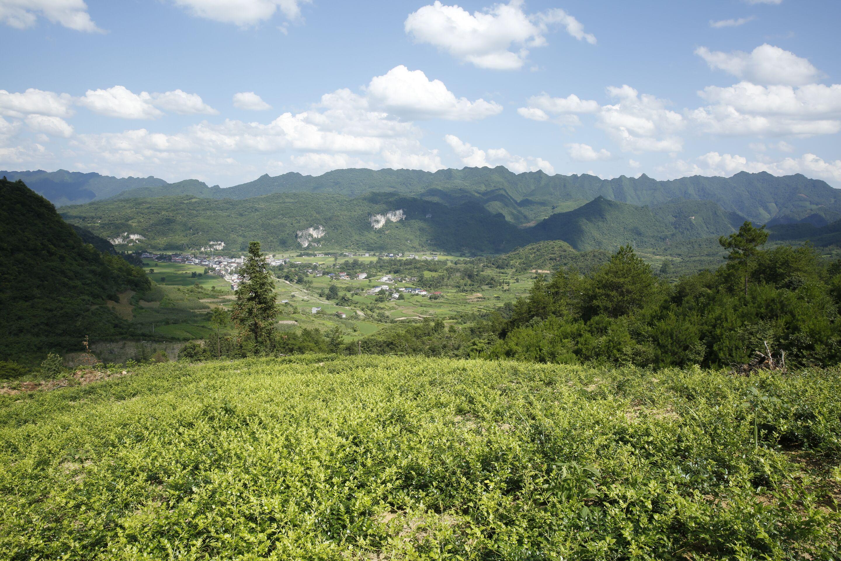 茅岩莓茶核心产区种植基地在哪里