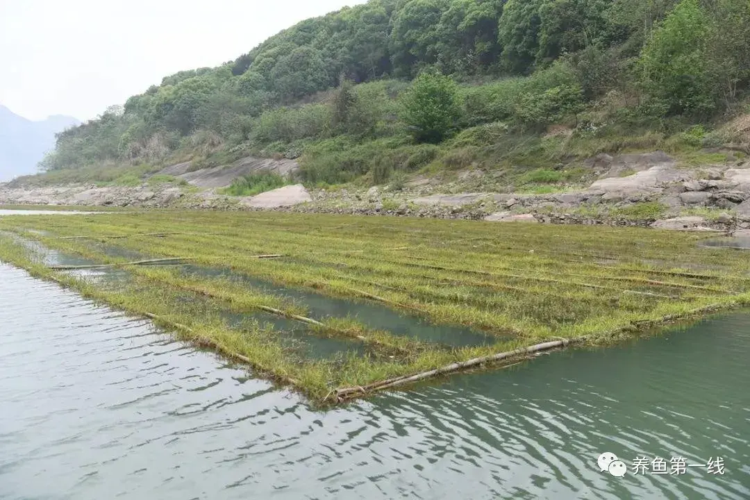 春天鱼类繁殖季节来了——鱼巢：繁殖黏性鱼卵鱼类的必备着卵物 - 知乎