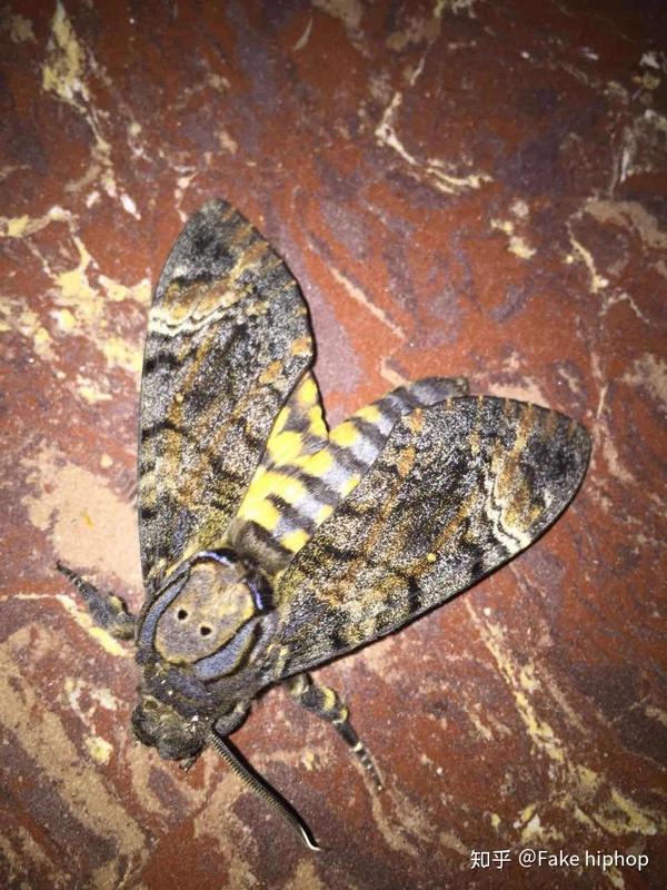 为了成为网红他坚持了六年现在又和药水哥现场斗殴