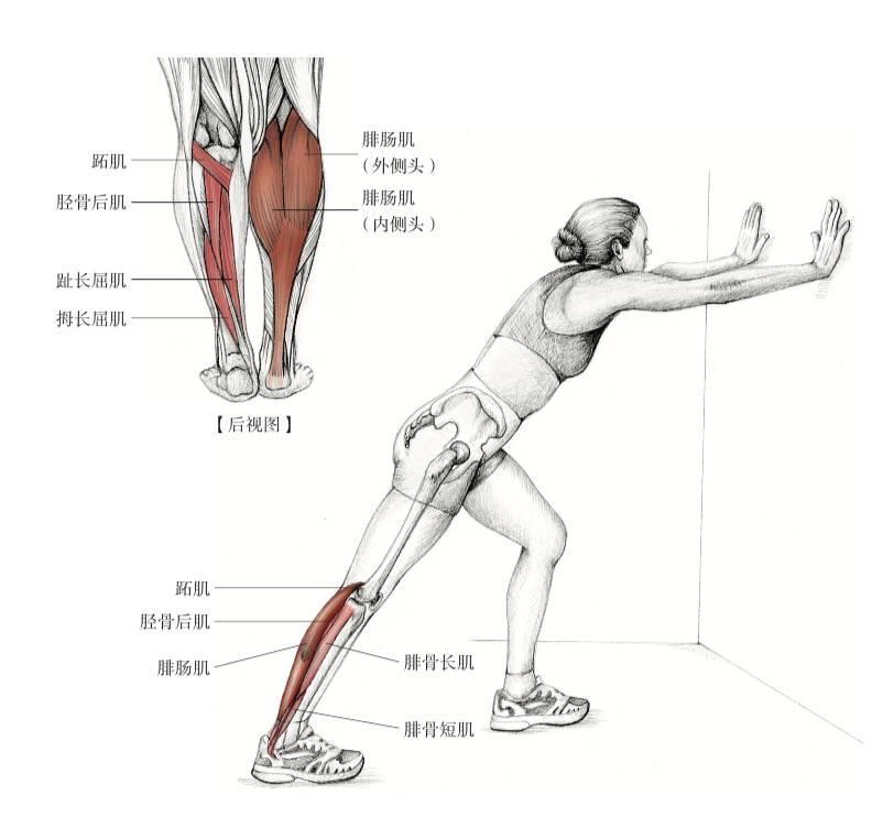 腿部肌肉拉伸动作图片