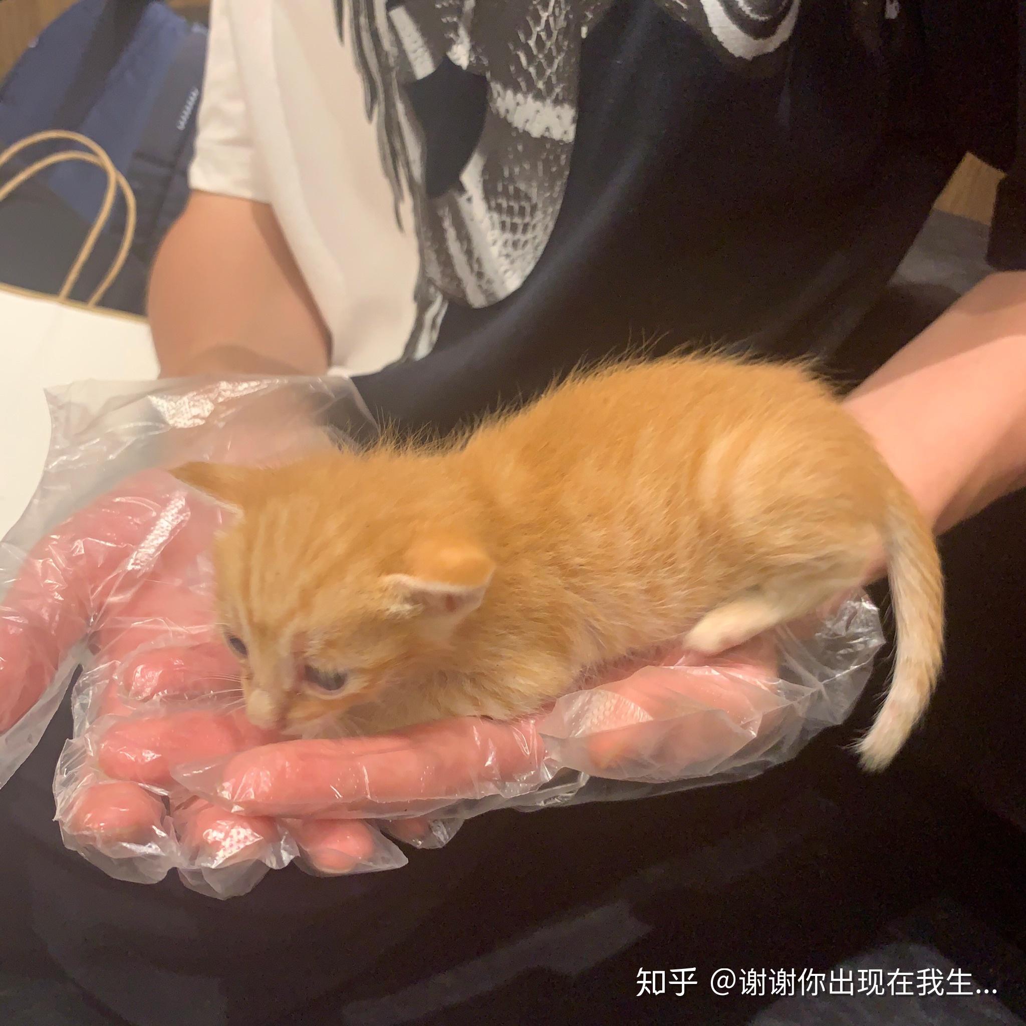 我的橘猫鱼蛋