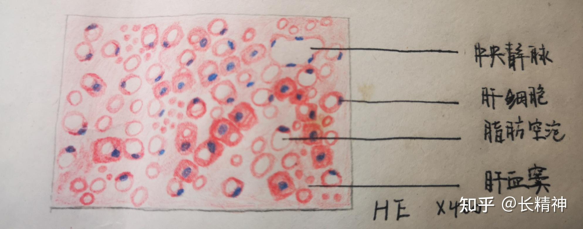 病理学实验红蓝铅笔绘图及描述