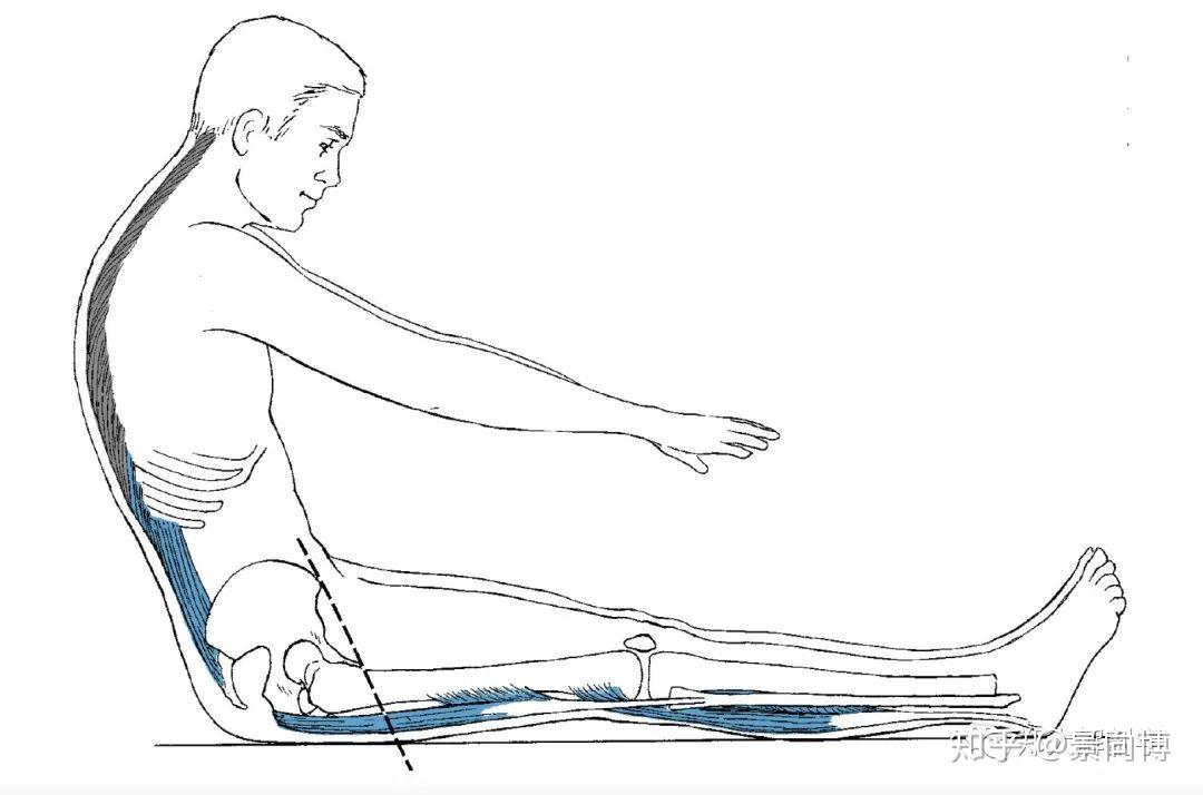 体育绘图坐位体前屈图片