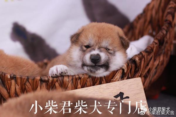 柴犬新犬主饲养手册 史上最全 知乎 柴犬新犬主饲养手册 史上最全 知乎