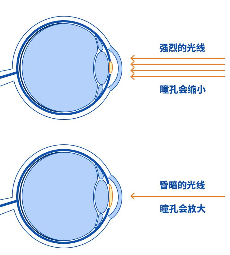 随时调节光线进入眼内的亮度,防止眼睛因强光照射而受伤