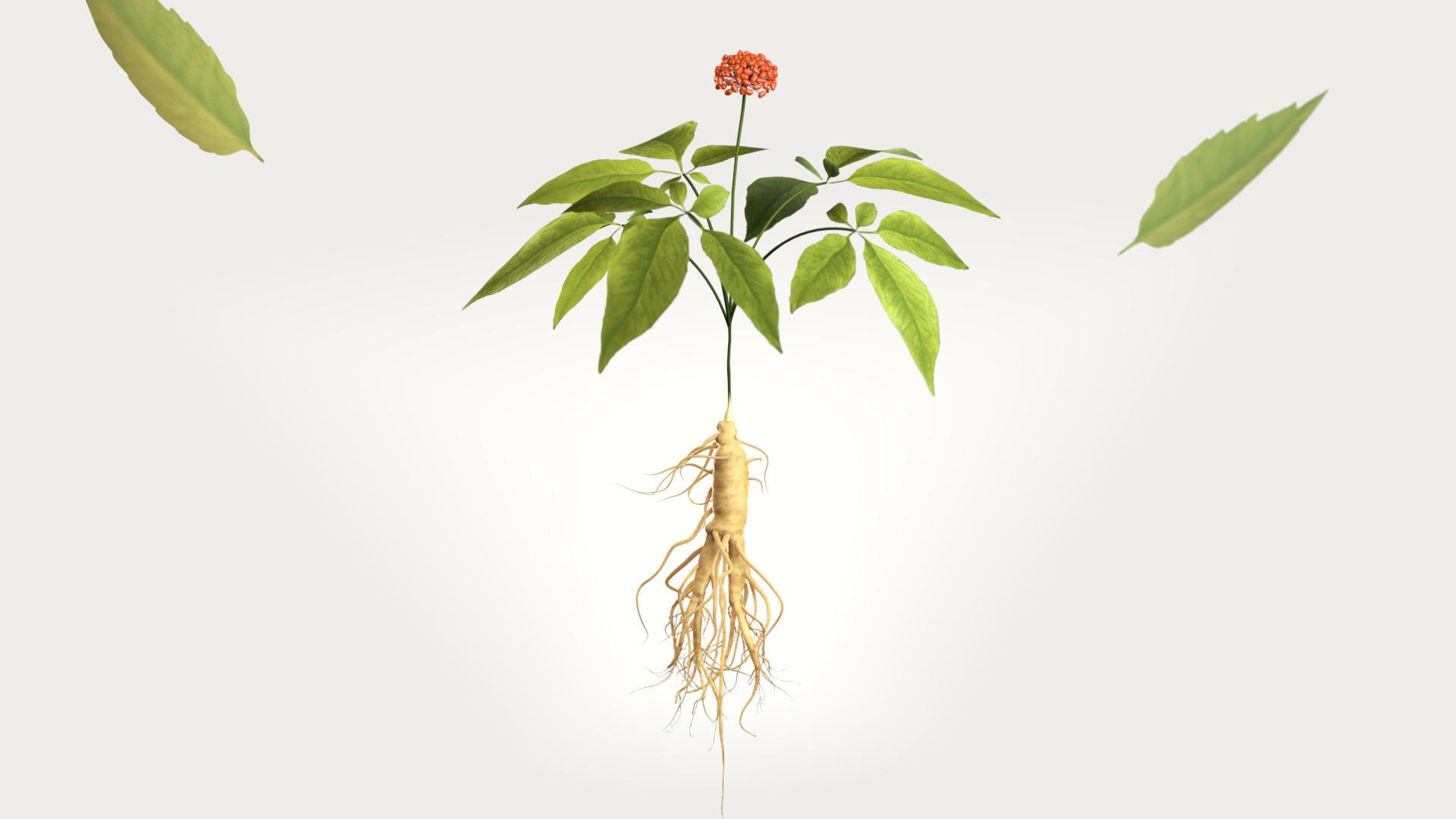 据《神农本草经》记载,人参具有"补五脏,定魂魄,止惊悸,除邪气,明目