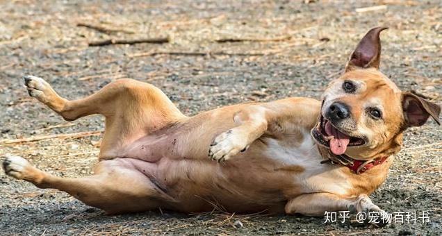 狗狗喜欢在地上打滚,原来有5个“很深的理由”,你知道几个? - 知乎