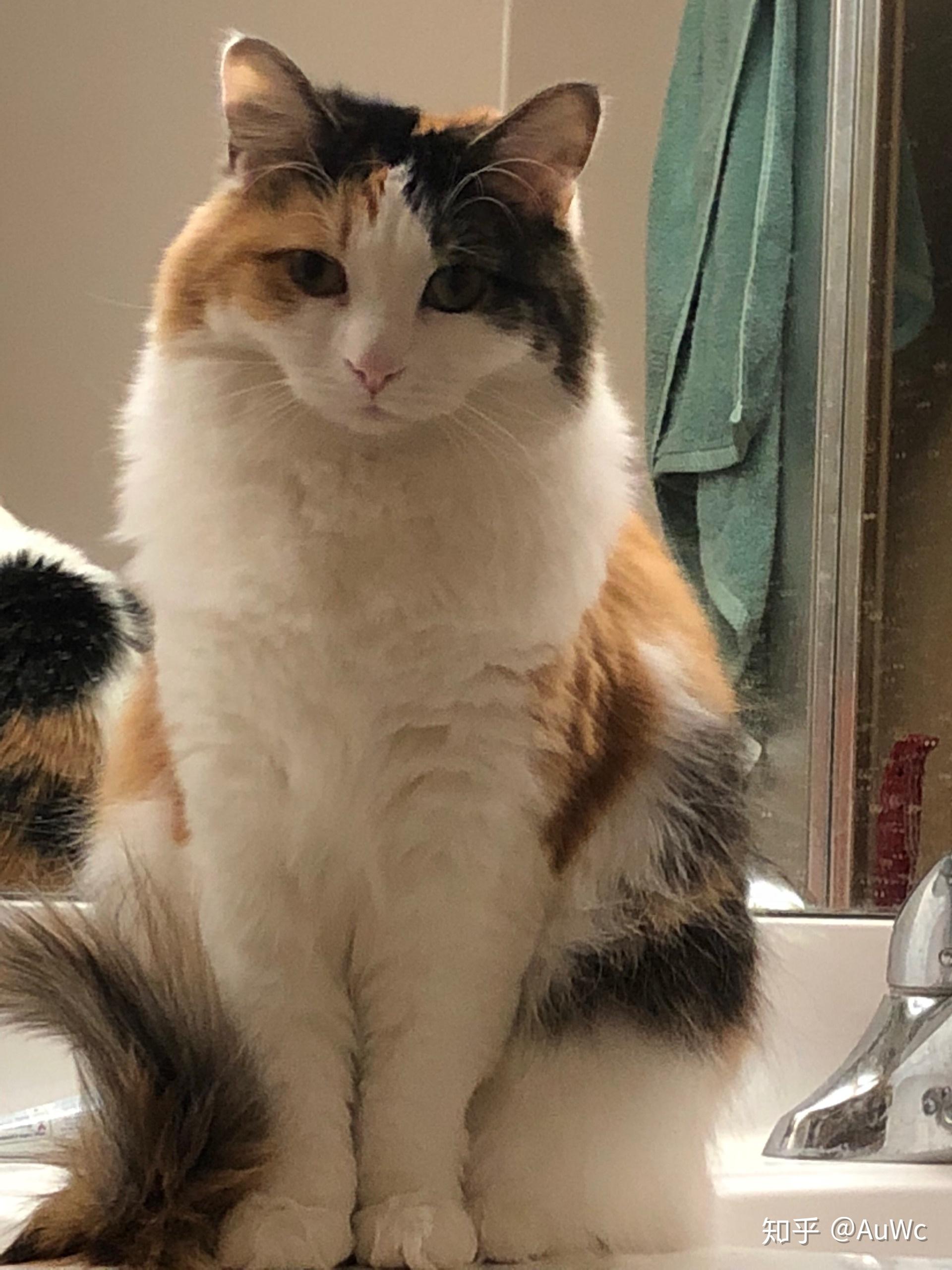 最好看的三花猫长什么样子