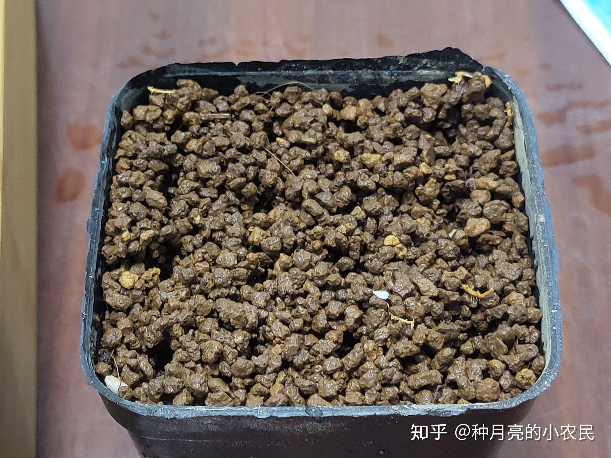 龙舌兰播种催芽三法