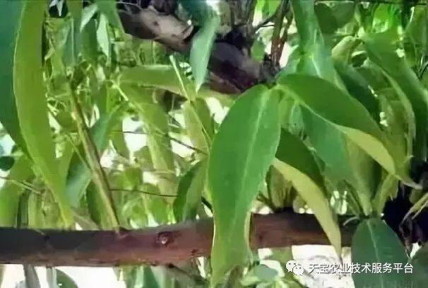 莲雾催花保果技术详解