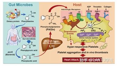 文章精读 Cell 心血管疾病相关的肠道菌群代谢物通过肾上腺素能受体发挥作用 知乎