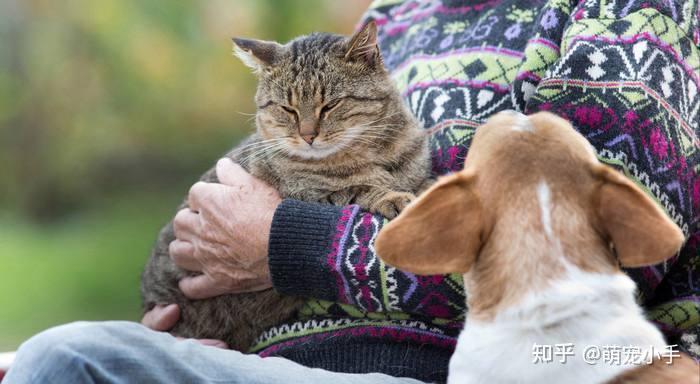 养猫的10种好处,其实是有依据的 - 知乎