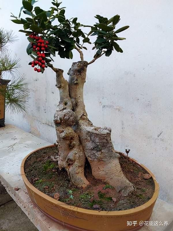 简单制作八角刺盆景方法简单成品美观大方