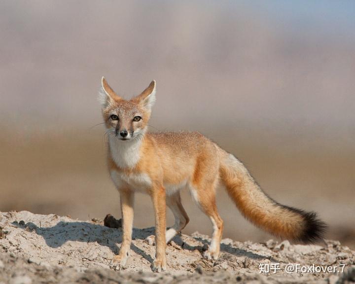 是一种小型狐狸,比赤狐更瘦小苗条.