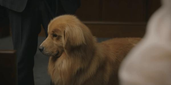 《公益律师》网飞最新喜剧！年底压轴之作！