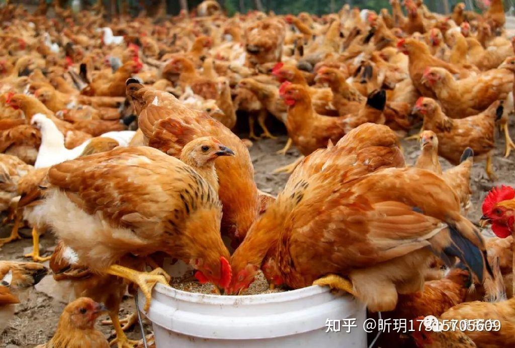 鸡拉稀是什么导致的