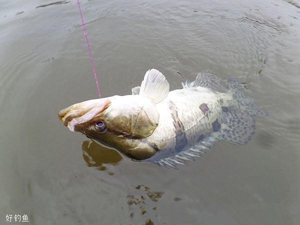 路亚钓鱼常见的对象鱼