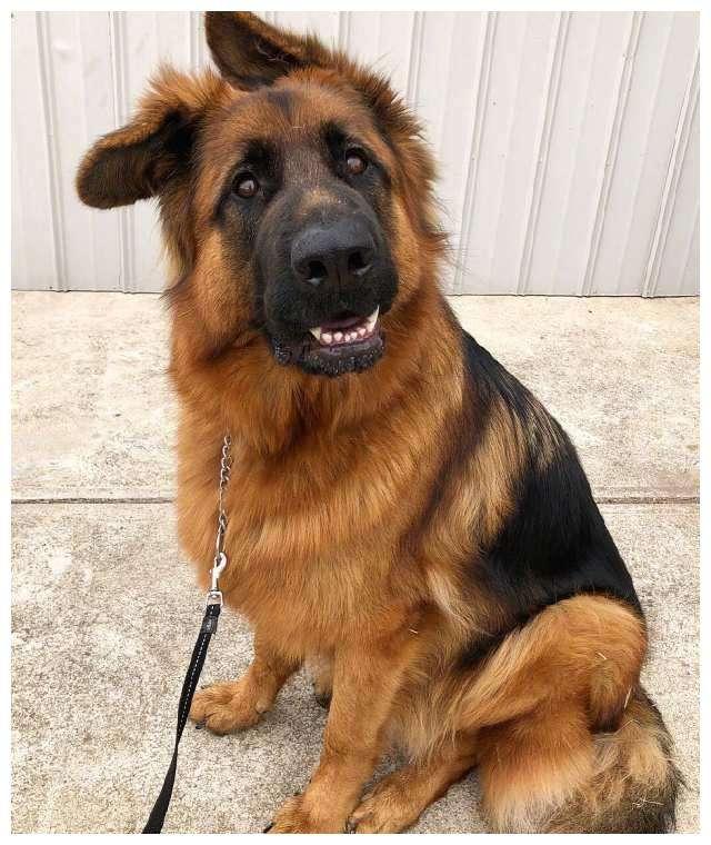 我七八岁时养了一条大狼狗他的名字叫大黄