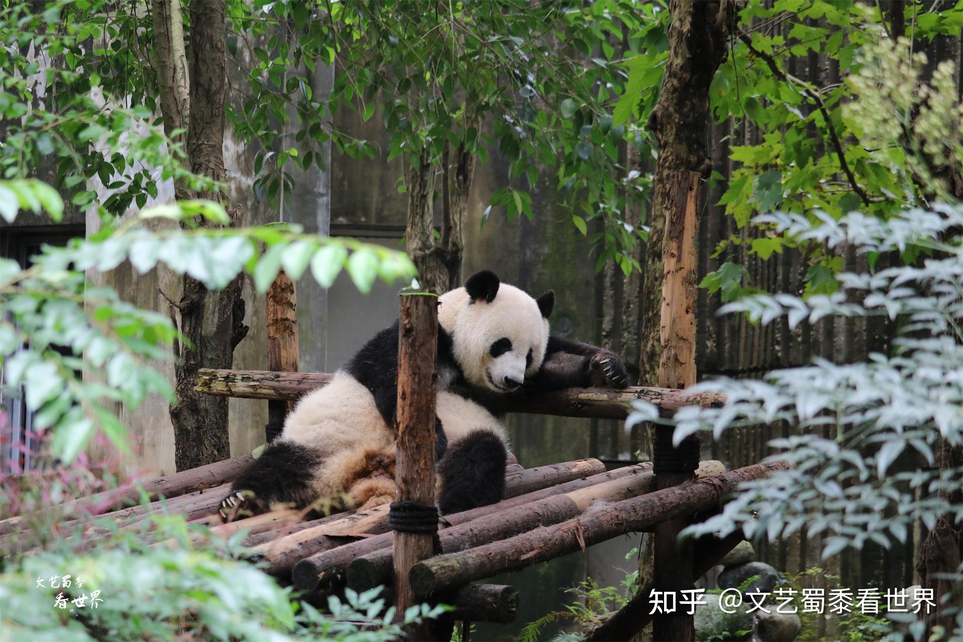 大熊猫住在哪儿图片