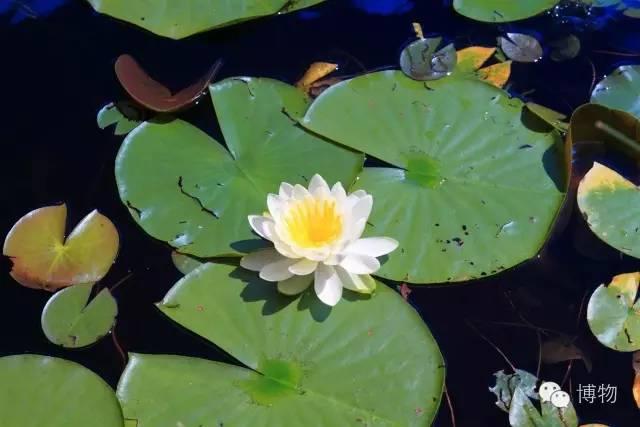 我是一朵小白莲出淤泥而不染